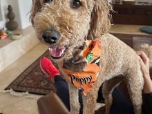 Poppy is wearing her Halloween kerchief, which has her likeness on it, given to her by her “uncle” who often stays with her when we travel. 