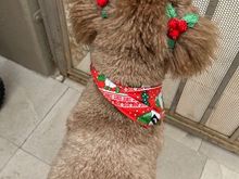 Poppy is still in her holiday finery. 