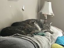 Angels watching over my housemates head as they sleep.