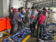 Fish auction