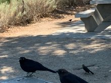 Picnic lunch with some bird friends