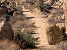 This little coyote pup popped out on the trail back down the mountain. I scared it off to go hide because I didn’t want mama to get protective. 