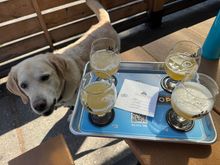clockwise from top left:
All Caps
Cone of Shame (best)
Buzz Bomb
other