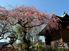 Cherry blossom is already starting on some trees.