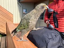 A very naughty Kea Bird at the Luxmore Hut - Kepler Track