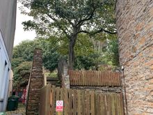 A tree in the Highlands!! (very rare...)