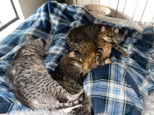 Busy Labor Day at our house.