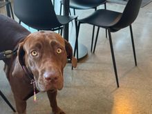 “Chunky” the chocolate Lab :)