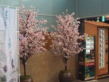 The only sakura I would see is the artificial kind.