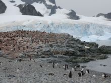 Large penguin colony