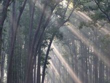 Corbett Tiger Reserve  - A Special Place - 2010 FEB 19