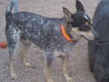 My 2 rescued blue heelers; Harley and Husker