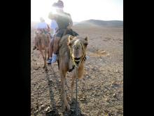 Camel riding through the Middle East. West of  Petra, Jordan.