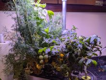 Next time I'll do plants that are all of uniform height.