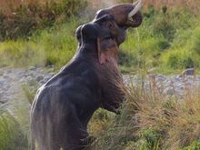 Asiatic Elephant from Land of Trumpets and Roar, Corbett national Park, Uttarakhand