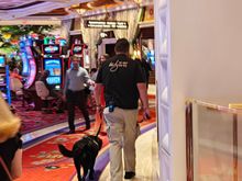 One of many K-9 units. 