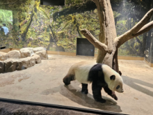 The Chinese haven't demanded Xiao Xiao back yet - super cheap ($4) to go see them at the Ueno Park Zoo