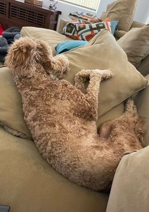 “I’ve nearly gotten all these cushions and pillows arranged so I can be comfortable!”