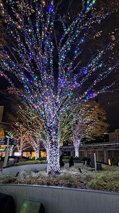 Some of the illuminated trees by the Mori Tower in Roppongi hills ( christmas market also here)