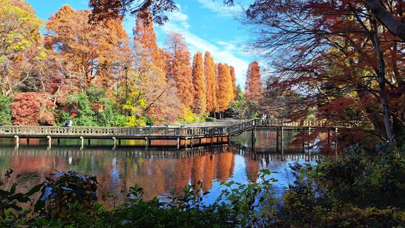 Inokashira park from the shrine