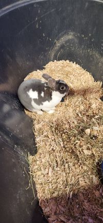 Hoppy rabbit