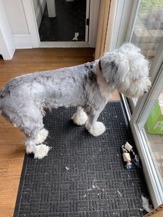 Hoping your next haircut looks better than Son’s attempt at grooming Old English Sheep dog