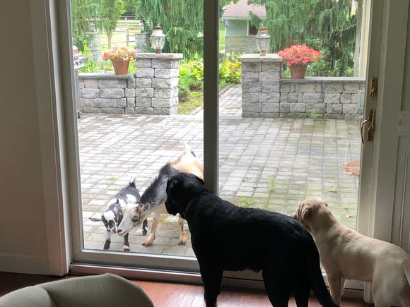 Puppies Angus and Arya looking at Zoomey and her baby Oreo