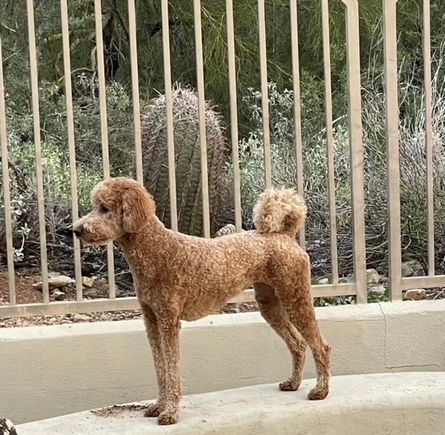 I mentioned above that the vet said Poppy has an athlete’s body. Here she is showing it off. :)