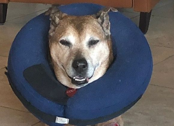 Cody feeling much better but still wearing the balloon to keep him from licking the affected area. 