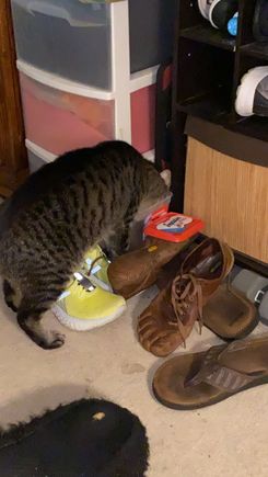 Fred figured out how to get his own treats.
