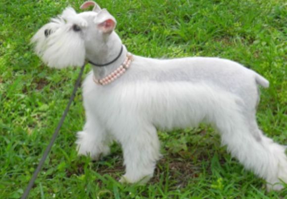 Getting this cutie in 2 weeks. 4 year old miniature schnauzer