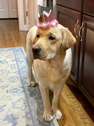 Here’s the newest member of our family. 70lbs of Labrador lovin’. She’s quite a princess but is too big for the plane and dislikes car rides. I don’t know how we’re going to travel with her. I do miss having a smaller dog!
