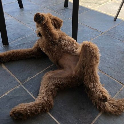 One of Poppy’s more ladylike poses! :D