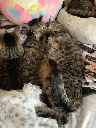 This is how Apollo and Fred snow day.  The rest of our farm is just out of the picture - they’ve been a pile all day.