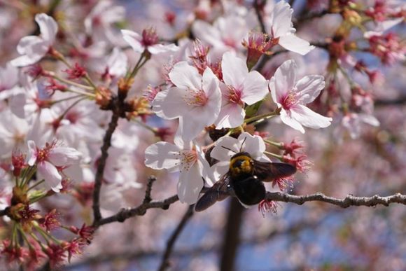 Someone's really enjoying hanami