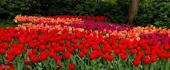 Beutiful Tulips