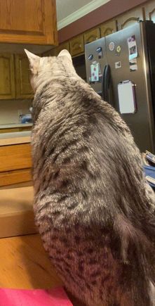 The response I got from one of the cats when I FaceTimed home.