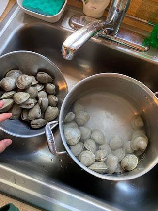 Soaked littlleneck clams