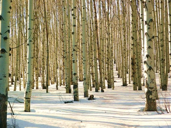 Afternoon shadows color an aspen grove atop Colorado's McClure Pass (between Paonia and Carbondale)