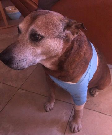 Cody had a lump removed from his leg. Had to be general anesthesia due to its location. Poor guy is kind of out of it but doesn’t favor the leg when walking.  