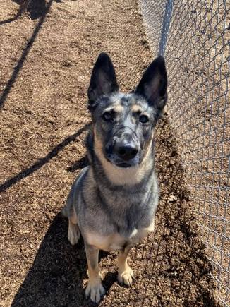 "Tell me I'm pretty and give me a treat!"