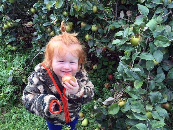 Graham, now 2, apple-picking with grandma and grandpa, before his first haircut this week.