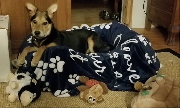 Hanging out on his daybed (with his new white toy)