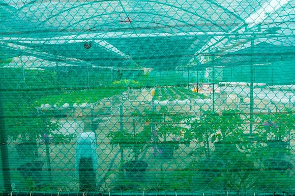 They grow some veggies here for use in the restaurants.