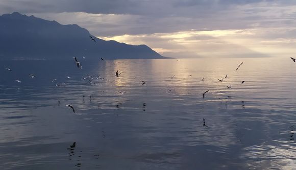 Further along the lake at Territet, where I am living 