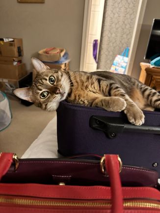 “Give me the treats and I’ll give you the suitcase.”