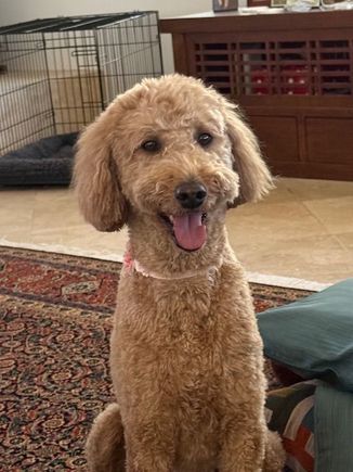Poppy is particularly happy with her ears with this latest cut. :D
