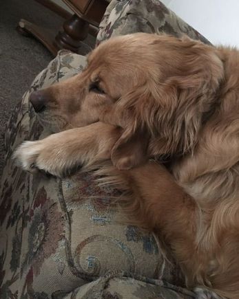 My sister’s beautiful golden died yesterday. A pic from a happier time. 