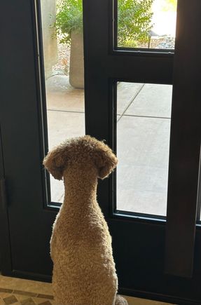If you look between the planter and the wall, you can perhaps see the bunny that Poppy is fixated on. 