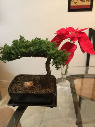 Perfect sized bonsai Christmas tree and sure beats my wee Poinsettia branch. 